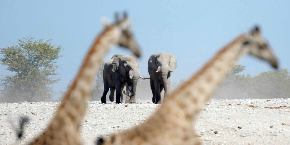 Nama Karoo & Kalahari: South Africa Desert Exploration